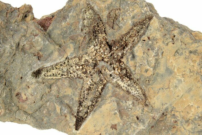 Ordovician Starfish (Petraster?) Fossil - Morocco #226747